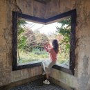 수망리 | 제주도 겨울여행 코스 서귀포 동백 머들정원 카페 후기 하트 터널 동백꽃