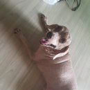 에스엘 독 이미지