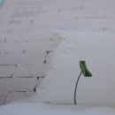 야생화꽃자수 이미지