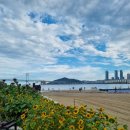 포토 프렌즈 | [광안리 볼거리] 광안리 포토스팟 해바라기, 카카오프렌즈 조형물 후기