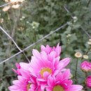 엘에프팜 이미지