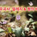 바람꽃 티스토리