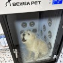 퍼피인더바스 이미지