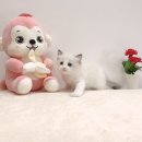 온사랑펫 이미지