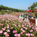 장미축제 이미지