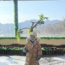 등마루 흑염소 방목장 | 국내여행 봄 아이와 나들이 가볼만한 곳 홍천 알파카월드