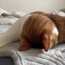 오케이 동물병원 이미지