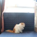 허리나 연구소 | 숙면연구소 매트리스, 아침마다 허리 아팠던 이유가 사라진 후기