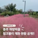 개화마을 | 충주 하방마을 핑크뮬리 개화 현황 2025년 실시간 후기!