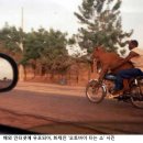 소가 이미지