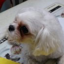 효창동물병원 이미지
