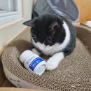 메디벤트 | [고다 체험단 후기] 웨이트 컨트롤(체중피모관리) 피터스랩 메디퍼트 플러스