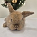 패러그린샵 명지점 이미지