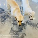 댕댕아 놀자 이미지