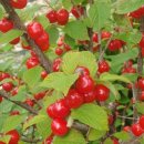 앵두목장 이미지