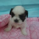 말티네 집 이미지