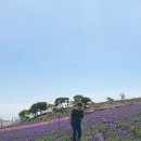 신안 박지도 라벤더 축제 (2025.05.18) 이미지