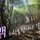 가덕도 동백군락지 이미지