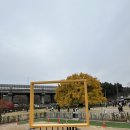 하이오커피은행나무 | [인천대공원 카페] 카페 소슬재 —800년 은행나무 보며 마시는 커피 한 잔 내돈내산 후기 🍂