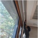 자이세탁 | 일산자이 아파트 골드색상 알루미늄 블라인드 &amp; 형상기억 속지커튼 시공 후기