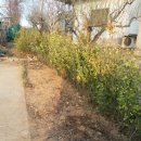 사철나무집 이미지