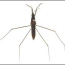 소금쟁이 이미지