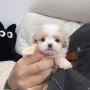 데일리독 네이버블로그