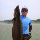 스왈로우 이미지