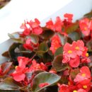 베고니아 이미지