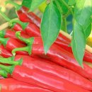 하늘샘농장 이미지