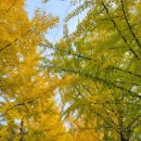 거창읍-25 이미지