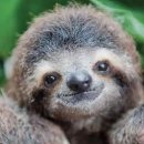 나무늘보 이미지