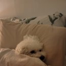 태신전기조명 | 제주도 서귀포 반려견동반 오션뷰 숙소 스테이반하나 객실E 내돈내산 후기