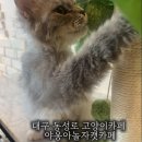 야옹아놀자(동성로점) | 대구 동성로 실내 이색데이트 고양이카페 야옹아놀자캣카페