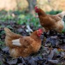 신광농장 이미지