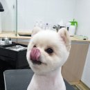 멍멍아 또 와 이미지
