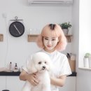 블루시엘 | 잠실애견미용 고민 끝! 블루시엘 다녀온 후기 공유할게요🐶💙