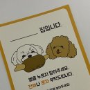 혼자멍냥 이미지