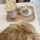 너랑나랑개랑 이미지