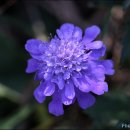 들꽃세상 이미지