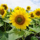 해바라기농장 이미지