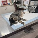 가인동물병원 이미지