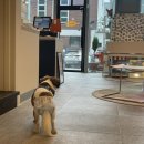 페츠베리머치 카페 이미지