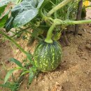 아부지농장 이미지