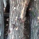 상룡농장 이미지