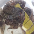 훼미리호좌대낚시터 이미지