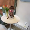 까르르멍멍 이미지