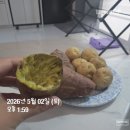 [갑상선암 저요오드식단 후기 2편] 직장인 현실 식단 추천 음식 총정리｜감자·고구마·예은맘푸드 후기