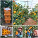 삼진농장 이미지