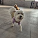 멍스 | 수원 애견 유치원 추천!멍스스쿨 방문 후기(with. 2살 노이)